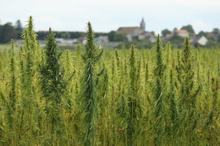 Hemp The Miracle Plant Coming To Royse City TX
