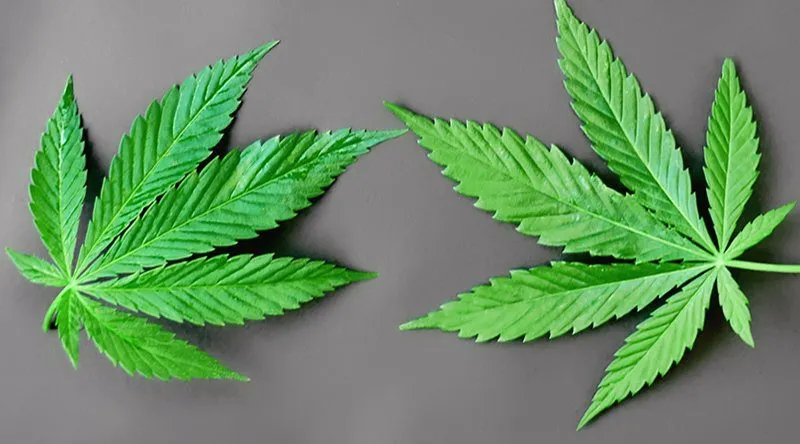 How is CBD Different from THC?