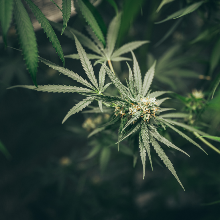 What’s Going On With Hemp In Texas?